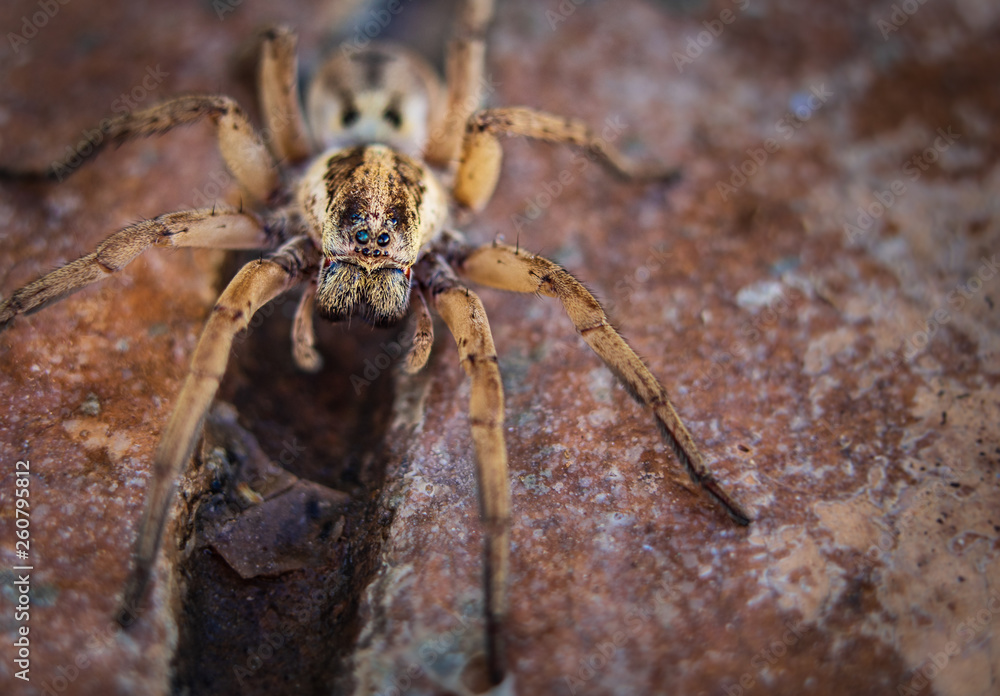 close view of spider on the ground and natural ground color background
