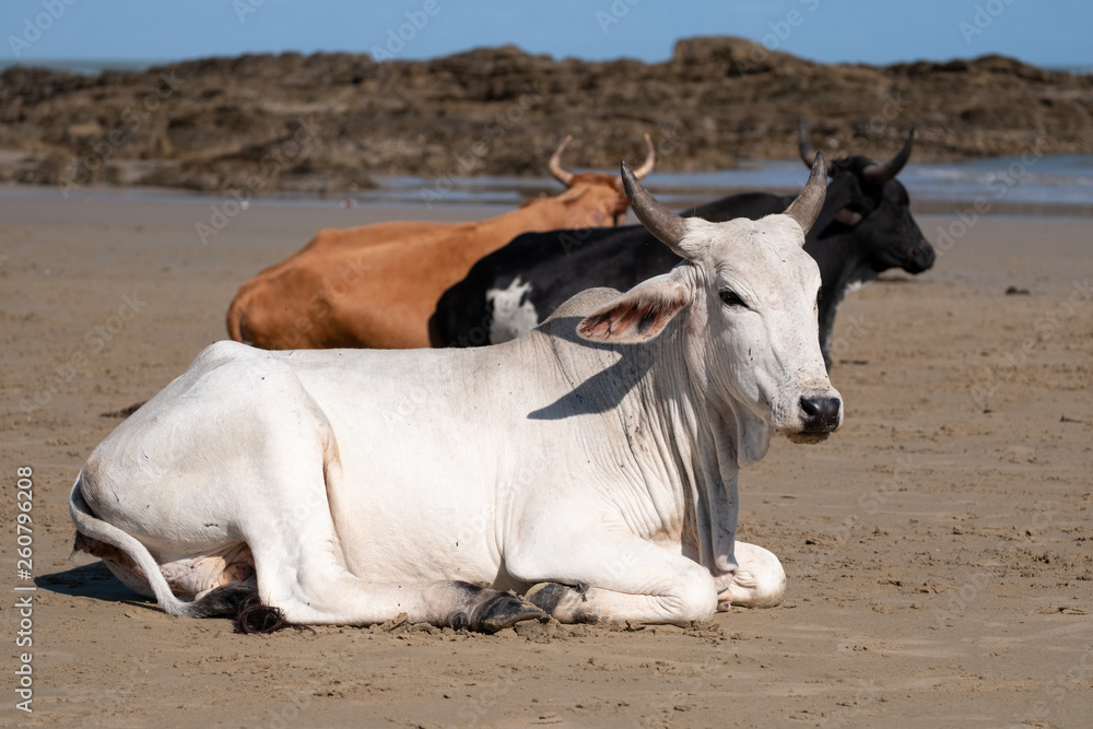 Obraz premium Nguni cows at Second Beach, at Port St Johns on the wild coast in Transkei, South Africa.