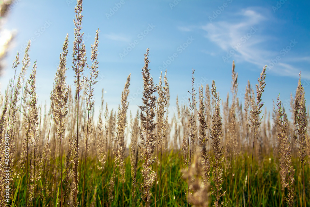Field herbs spikelets on the sky background Field herbs spikelets on the sky background