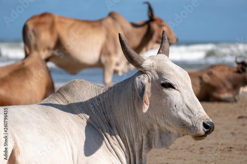 Nguni cows at Second Beach, at Port St Johns on the wild coast in Transkei, South Africa.