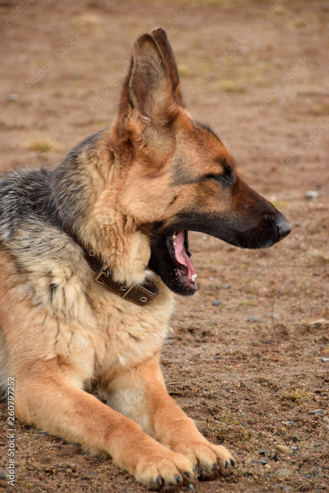 German shepherd guarding the house and the plot. German shepherd guarding the house and the plot.