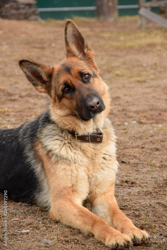 German shepherd guarding the house and the plot. German shepherd guarding the house and the plot.
