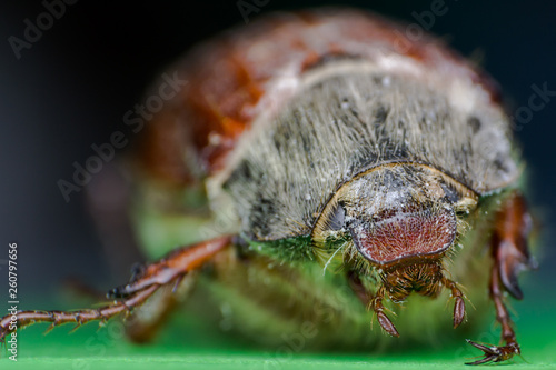 Summer chafer or European june beetle, Amphimallon solstitiale on green background photo