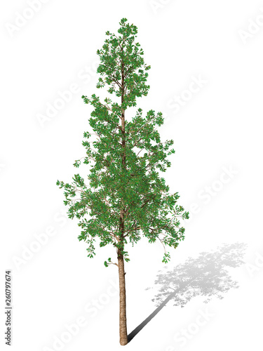 3D Rendering - A tree isolated over a white background for graphic design, illustration image.
