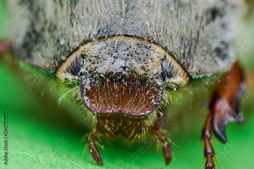 Summer chafer or European june beetle, Amphimallon solstitiale, head closeup photo