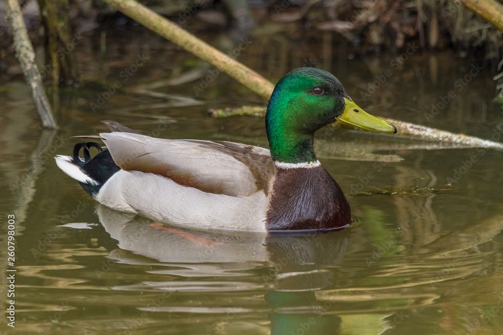 Obraz premium Mallard