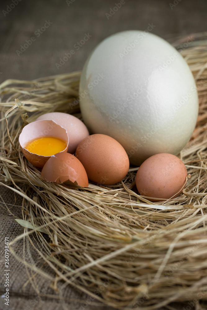 Ostrich egg, egg folk on straw. Ostrich egg, egg folk on straw.
