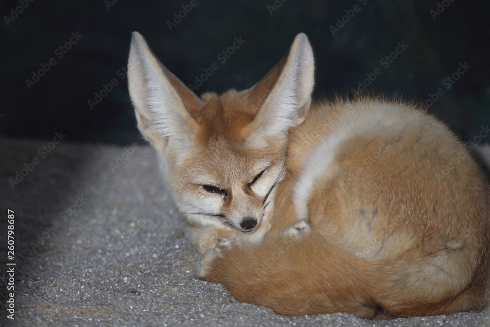 Fennek oder Wüstenfuchs / Fennec Fox / Vulpes zerda Fennecus zerda