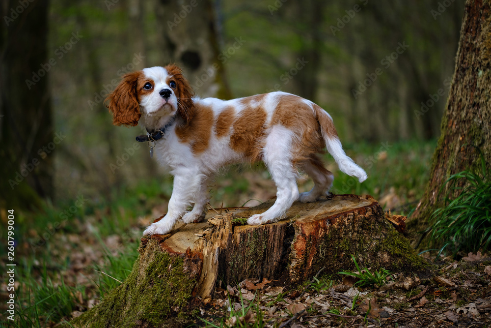 Blenheim Cavalier King Charles spaniel puppy 