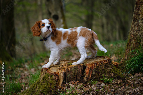 Fotografija Blenheim Cavalier King Charles spaniel puppy