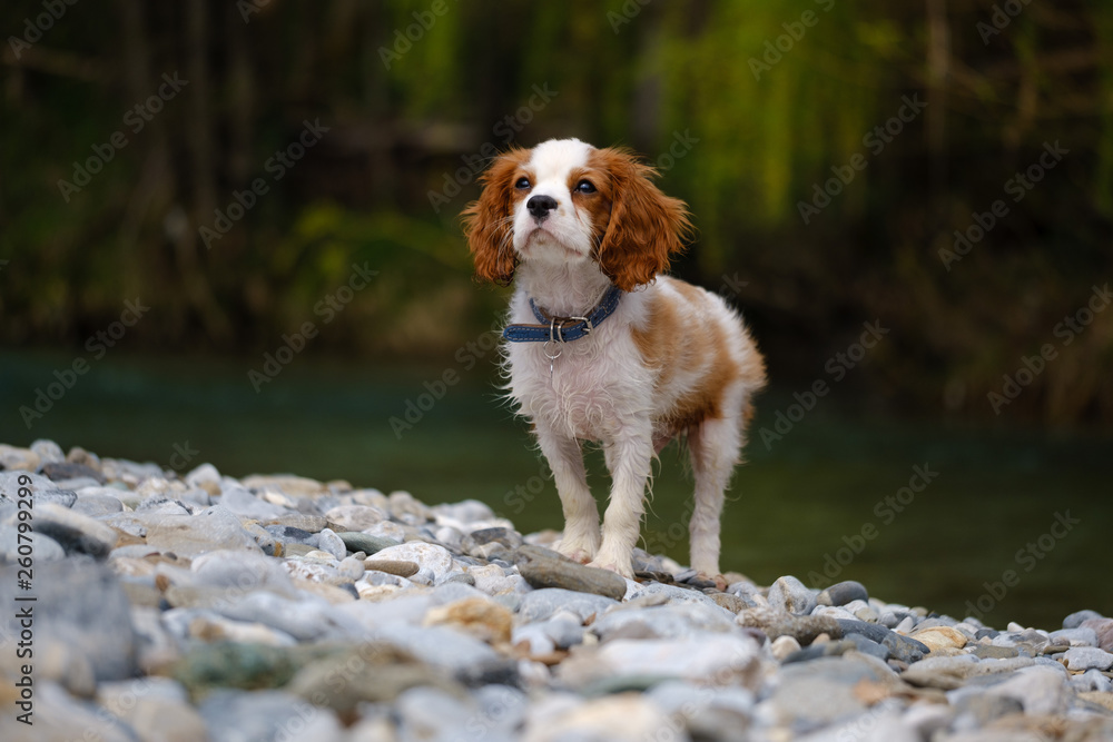 Blenheim Cavalier King Charles spaniel puppy at the river Blenheim Cavalier King Charles spaniel puppy at the river