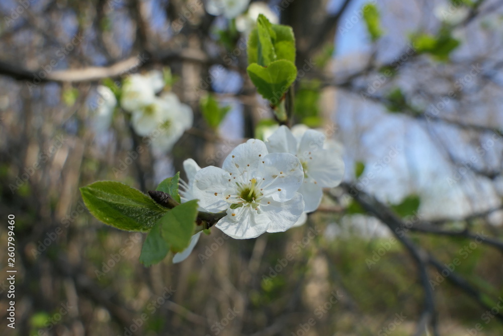 Obraz premium weiße Blüte