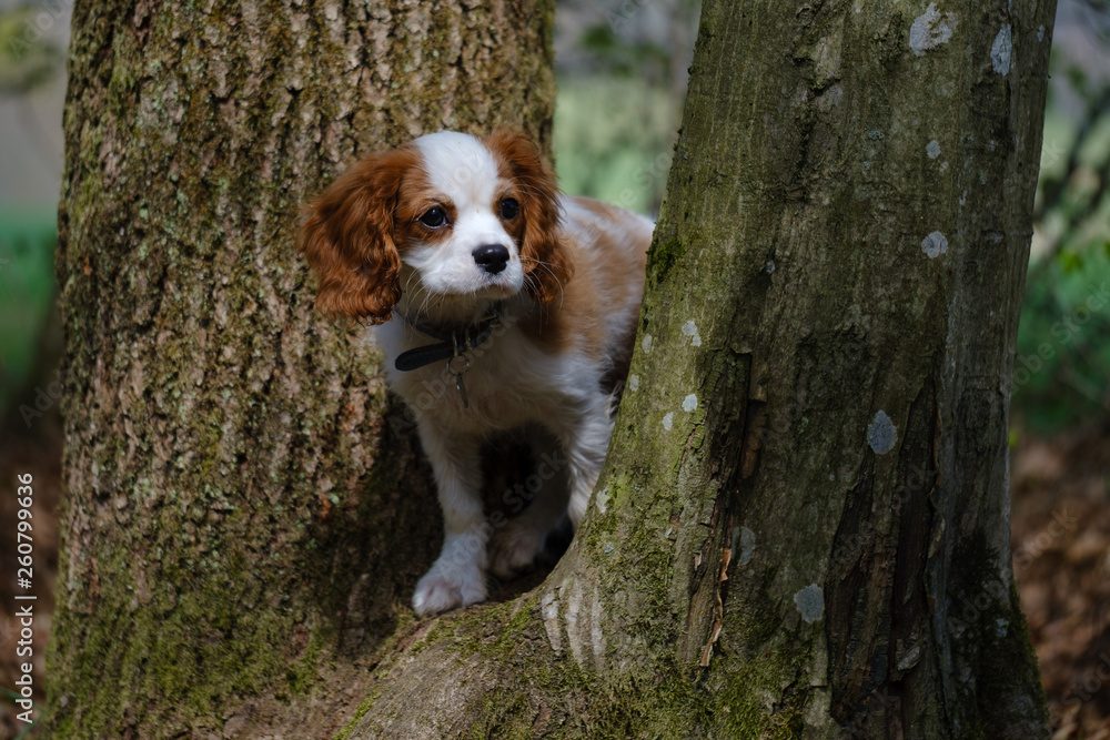 Blenheim Cavalier King Charles spaniel puppy on the tree trunk