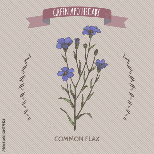 Linum usitatissimum aka common flax color sketch. Green apothecary series.