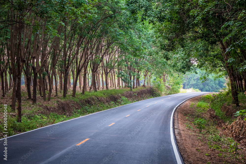 Fototapeta premium Road Through Rubber Trees Forest
