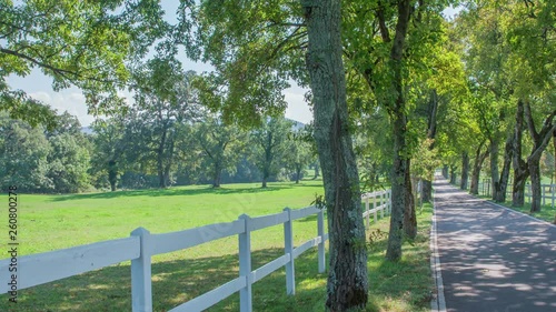 A tree-lined road and a big green pasture for horses. Lipica stud farm. The day is nice and sunny. photo