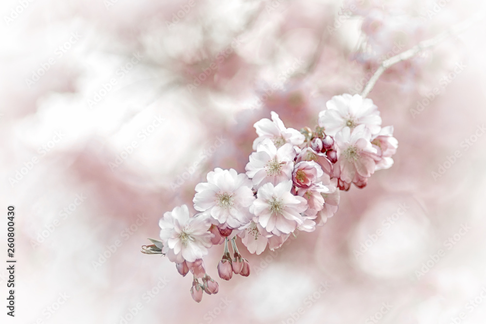 Zierkirsche, Blüten, romantisch, Hintergrund Zierkirsche, Blüten, romantisch, Hintergrund