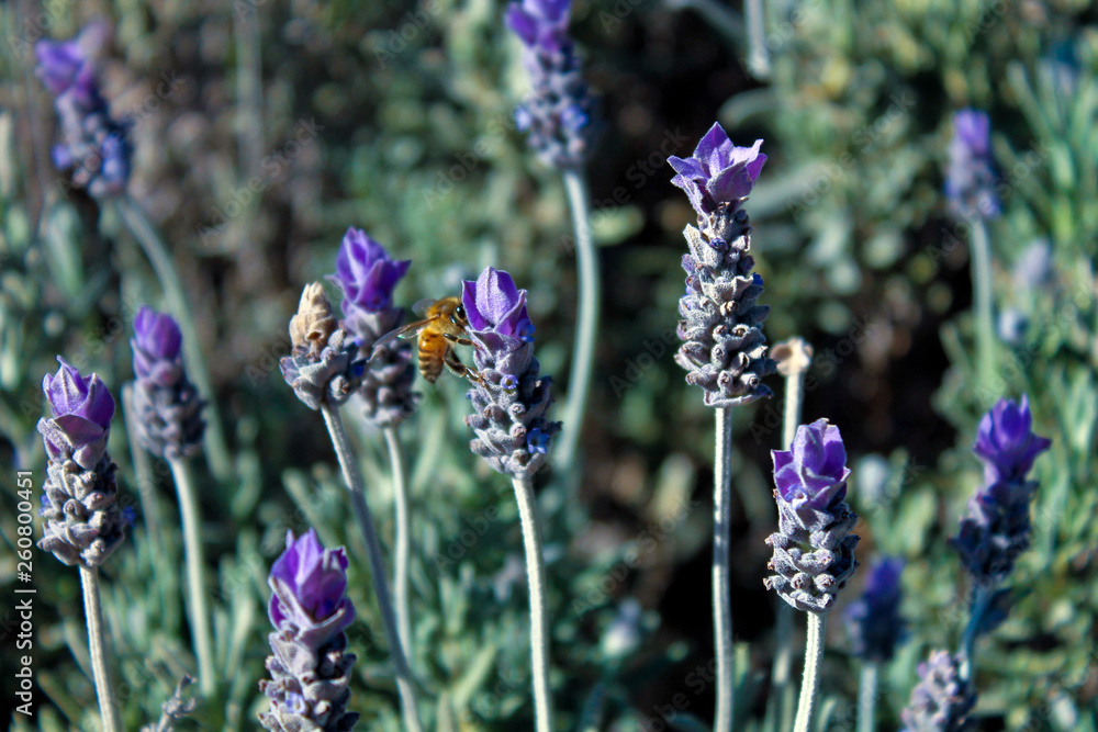 Obraz premium lavanders in bloom with a bee