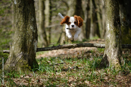 Blenheim Cavalier King Charles spaniel puppy jumping in the forest