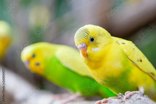 Lovely parrots and friends