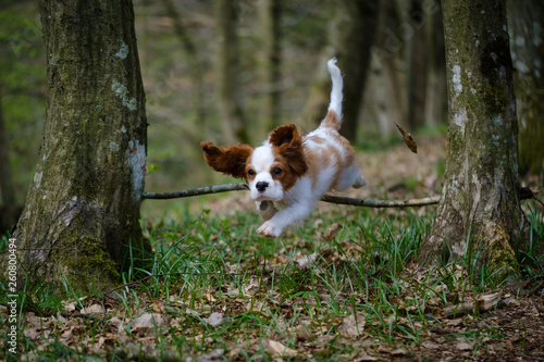 Fototapeta Naklejka Na Ścianę i Meble -  Blenheim Cavalier King Charles spaniel puppy jumping in the forest