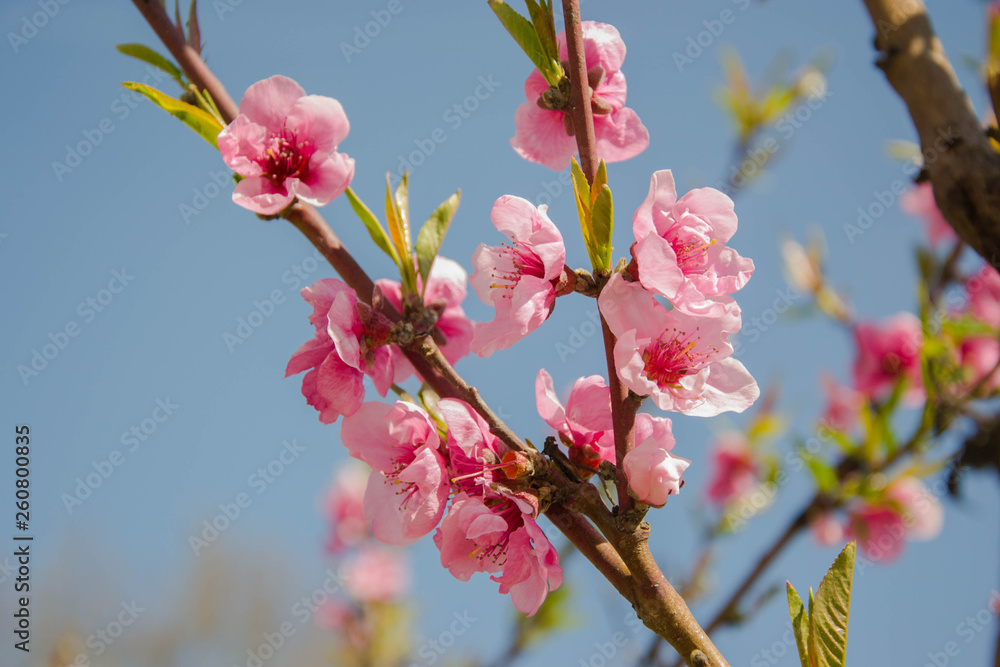 Close up macro photo of tiny pink flowers, blossoms, branches of a tree in spring season, beautiful springtime, blue sky background, tiny green leaves