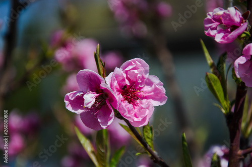 Close up macro photo of tiny pink flowers  blossoms  branches of a tree in spring season  beautiful springtime  blue sky background  tiny green leaves