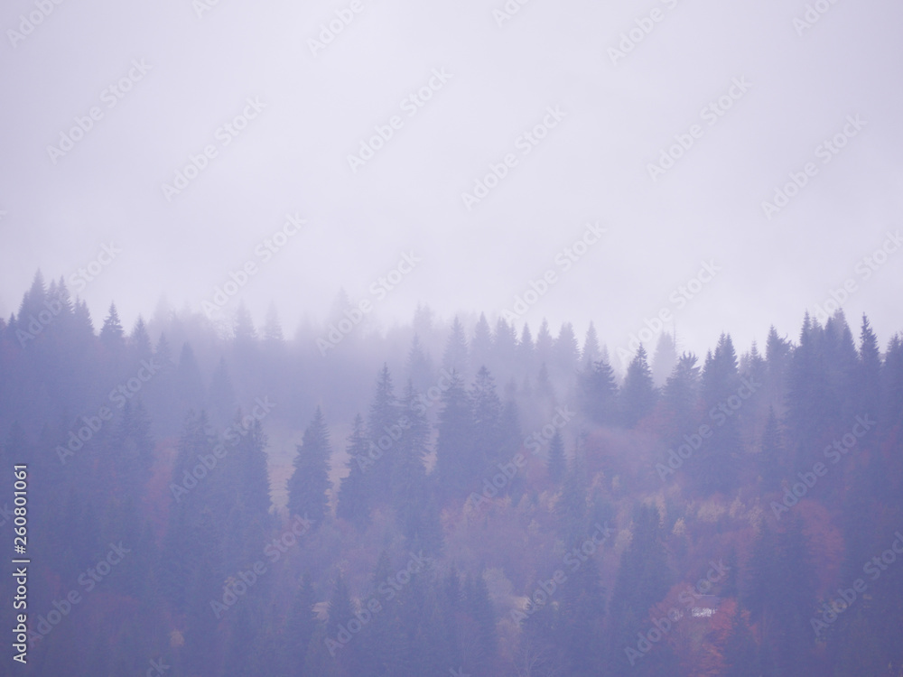 Fototapeta Carpatian góry przy mgłą
