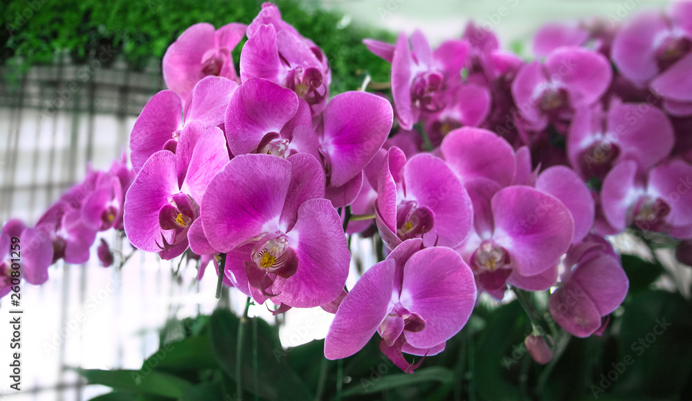 Beautiful orchid flowers in the greenhouse. Сlose up view. Purple gentle orchid flowers are taken in bright light. Can be used to create a postcard. Beautiful orchid flowers in the greenhouse. Сlose up view. Purple gentle orchid flowers are taken in bright light. Can be used to create a postcard.