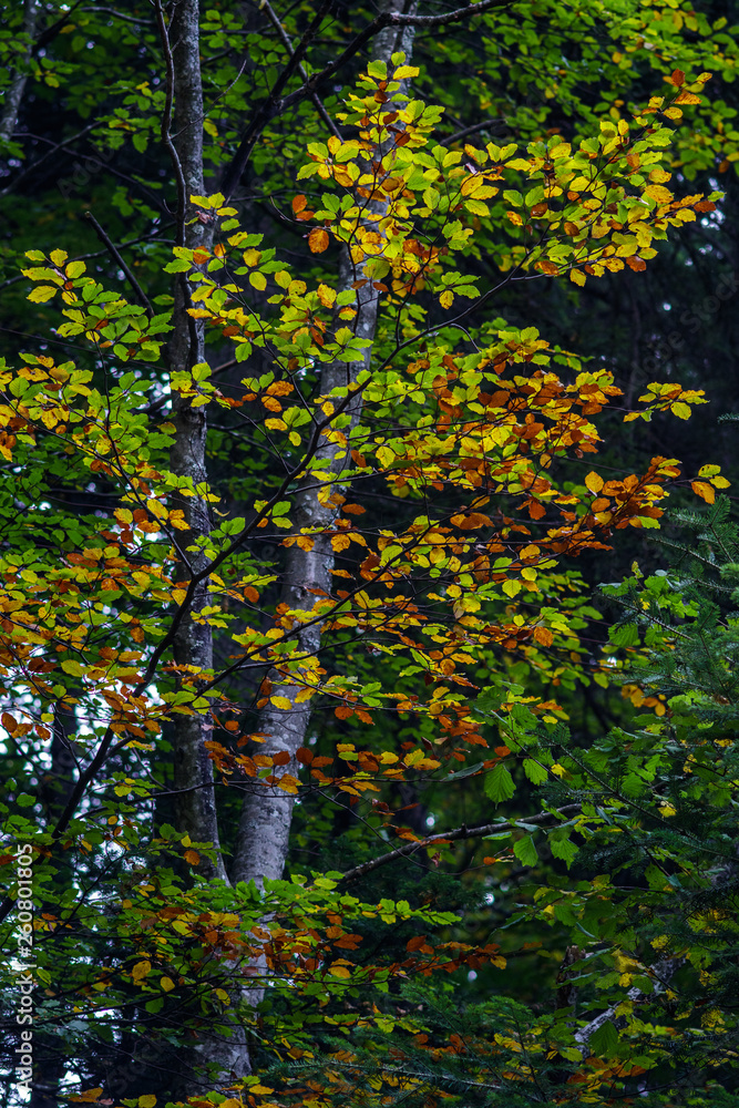 Mixture of green, yellow and orange leaves