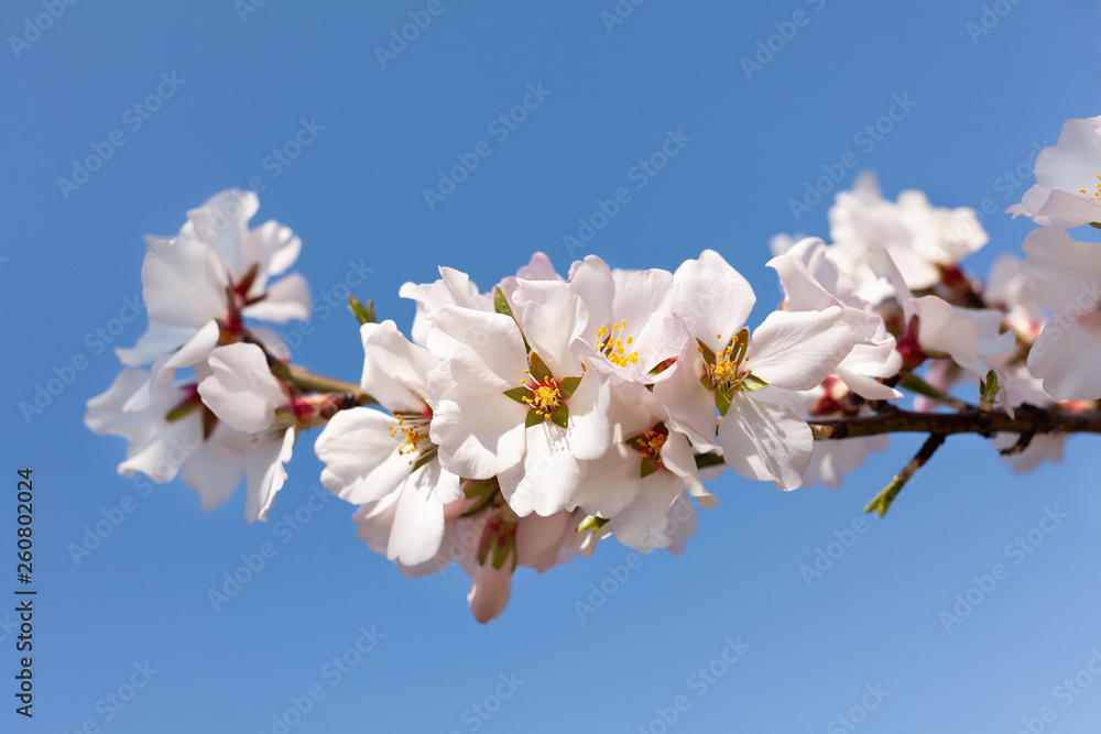 almond blossom