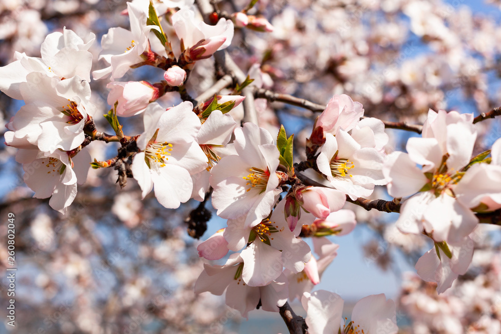 Obraz premium almond blossom