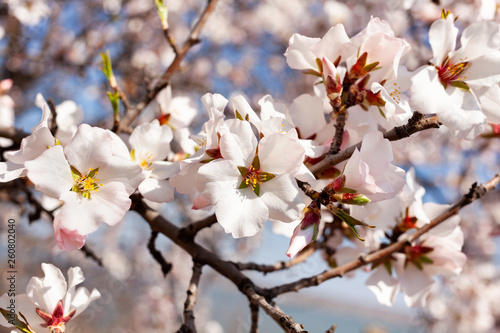 almond blossom © bergamont