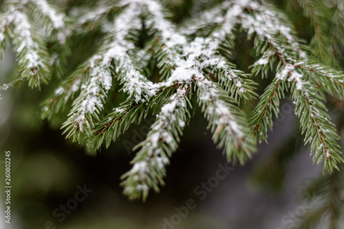 Pine tree branch with fresh snow