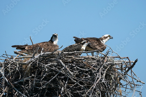 Osprey Nest Family