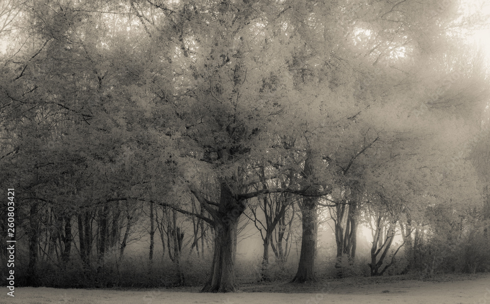 Misty Trees Hemmeland Misty Trees Hemmeland