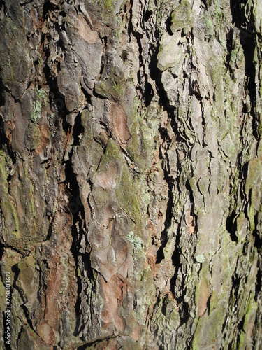pine bark texture