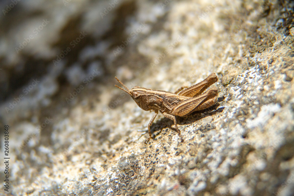 grasshopper on a background grasshopper on a background