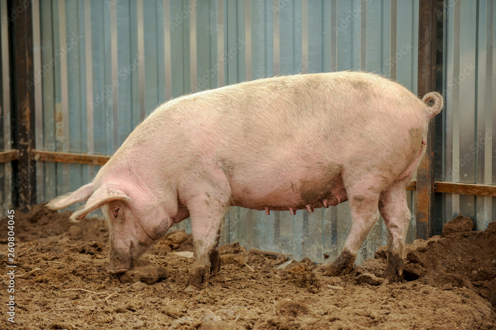 Domestic pigs of Hungarian breed Mangalitsa. Hybrid boars grazing outdoors in dirty farm field. pigs. Concept of growing organic food. Pig breeding. Domestic pigs of Hungarian breed Mangalitsa. Hybrid boars grazing outdoors in dirty farm field. pigs. Concept of growing organic food. Pig breeding.