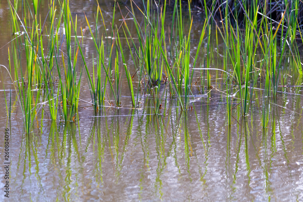 Vegetación de ribera - Rio Ebro - Flix - Tarragona Vegetación de ribera - Rio Ebro - Flix - Tarragona