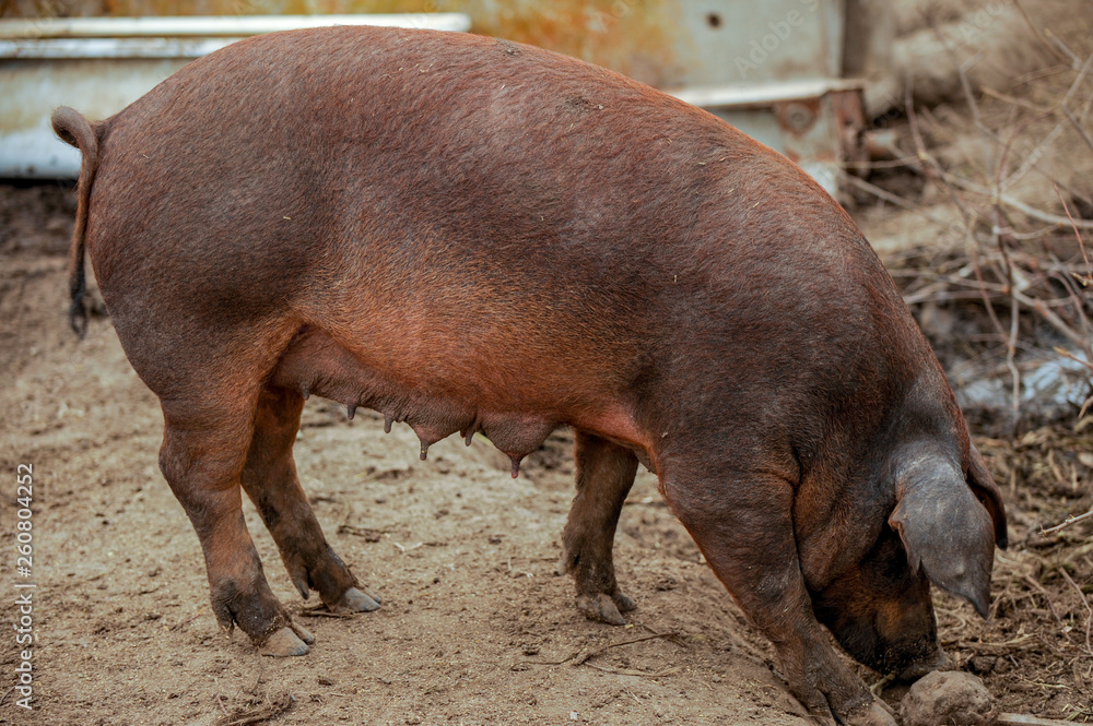 Domestic pigs of Hungarian breed Mangalitsa. Hybrid boars grazing outdoors in dirty farm field. pigs. Concept of growing organic food. Pig breeding. Domestic pigs of Hungarian breed Mangalitsa. Hybrid boars grazing outdoors in dirty farm field. pigs. Concept of growing organic food. Pig breeding.