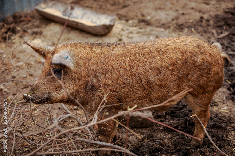 Fototapeta premium Domestic pigs of the Hungarian breed of Mangalitsa are free to move in corral. Swine farm