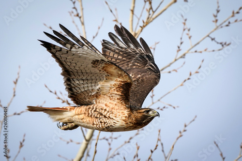 Red-Tailed Hawk Flight