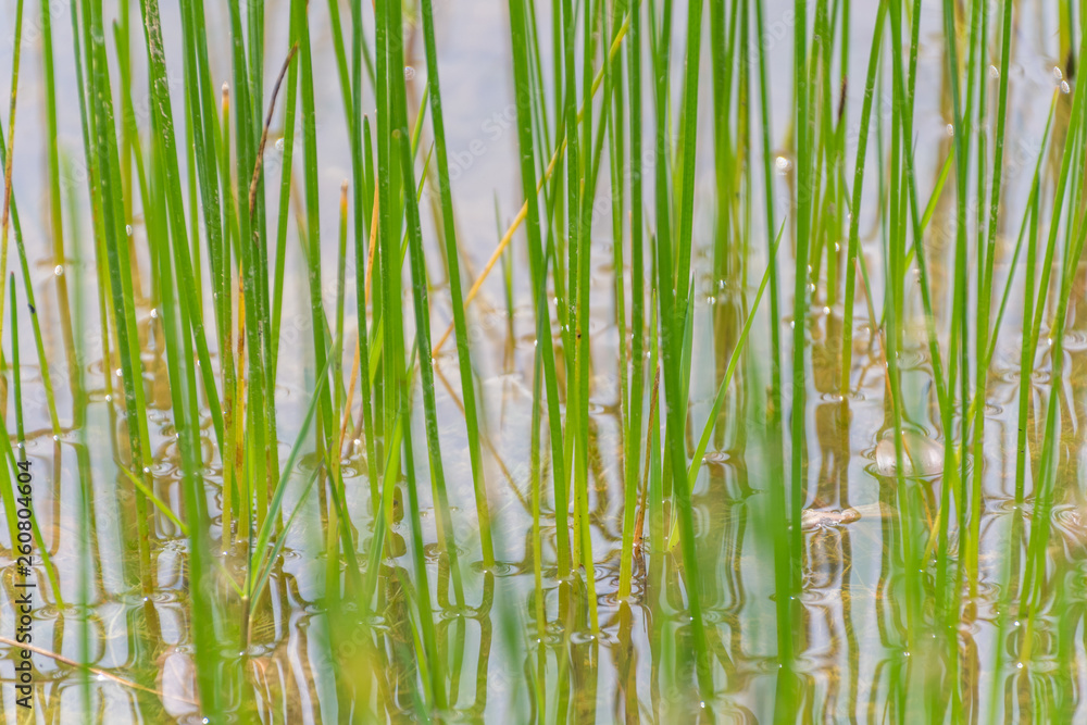 Obraz premium Vegetación de ribera - Rio Ebro - Flix - Tarragona
