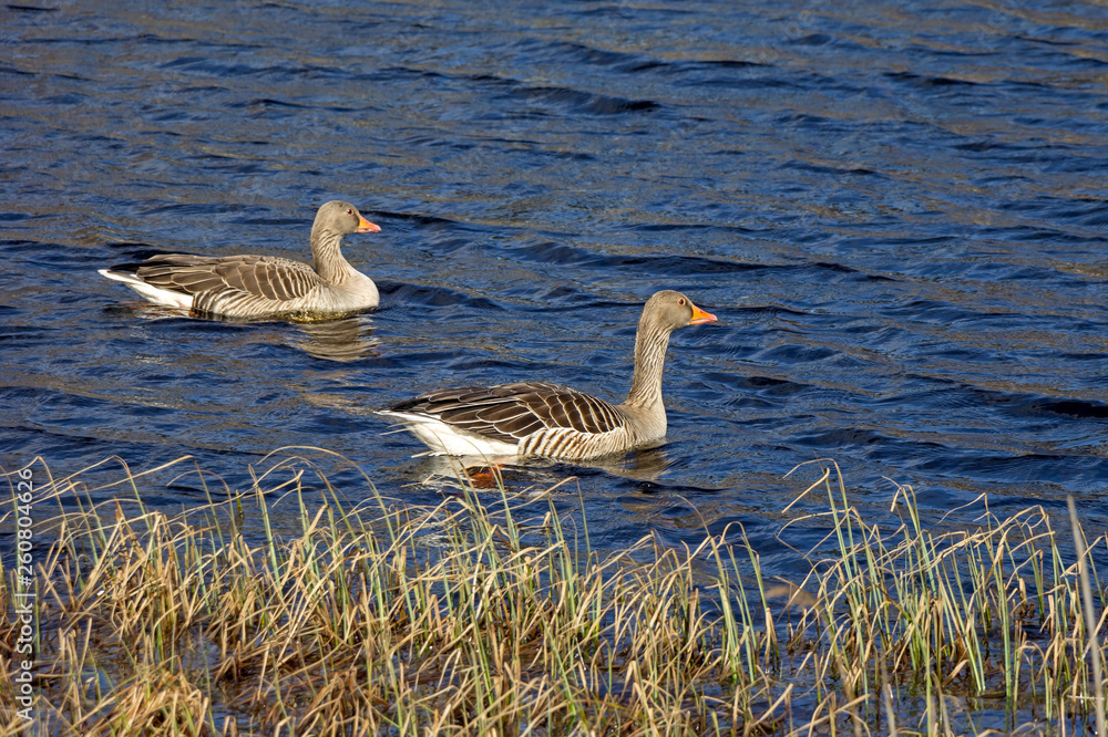 Pair of greylag geese swimming on a small lake. Seen in southern Sweden.