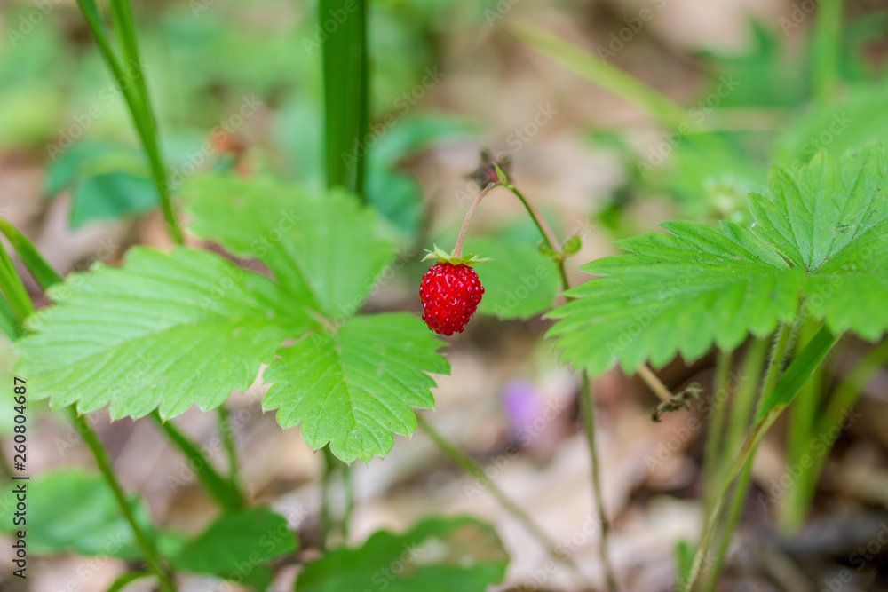 Bush wild strawberries with ripe berries in the summer forest Bush wild strawberries with ripe berries in the summer forest