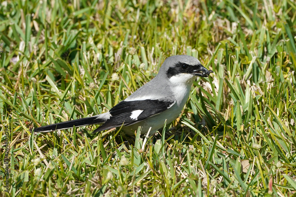 Loggerhead Shrike Food Loggerhead Shrike Food