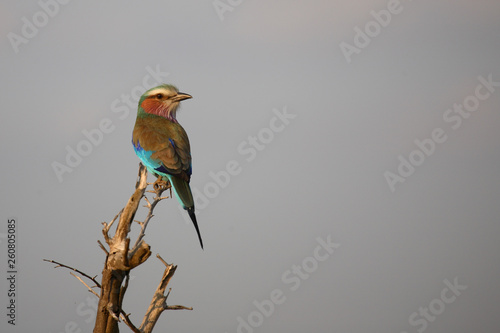 Gabelracke / Lilacbreasted Roller / Coracias caudata photo