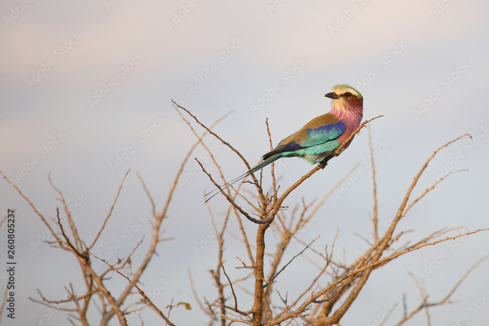 Gabelracke / Lilacbreasted Roller / Coracias caudata Gabelracke / Lilacbreasted Roller / Coracias caudata
