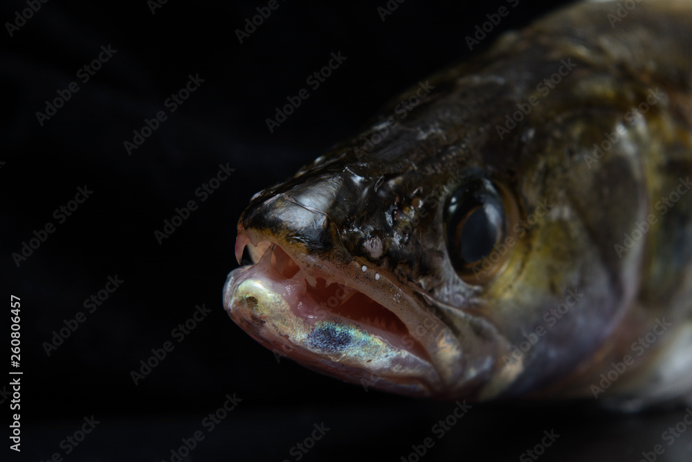 pike perch head close up over black background. Concept - river predatory fish pike perch head close up over black background. Concept - river predatory fish